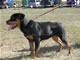 6-9 month Females: 100 4904