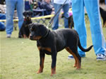 4-6 FEMALES: 0181 Aubrey Von Der Stark P