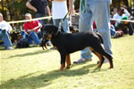 4-6 FEMALES: 0185 Azina Von Der Stark P