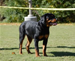4-6 FEMALES: 0203 Girs Jule Von Warter VP3