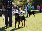 9-12 FEMALES: 0281 Ava Vom Middleburg P2