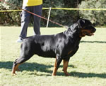 BREEDER CLASS FEMALE: 0247 Darkstarrs DE JA VU V1