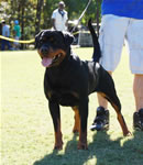 SIEGERIN CLASS FEMALES: 0273 Daisy Mae Von Rivendell V2