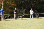 KENNEL GROUP: 0299 Von Rivendell Rottweilers 1st