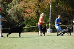 KENNEL GROUP: 0300 Von Rivendell Rottweilers 1st