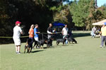 KENNEL GROUP: 0302 Von Rivendell Rottweilers 1st
