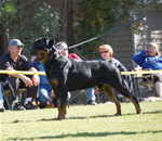 12-18 MALES: 0302 LandL Guns N Roses V Kayara SG2