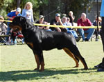 12-18 MALES: 0311 Zeppelin Von Landschaft SG3