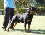 12-18 MALES: 0312 Zeppelin Von Landschaft SG3