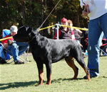 12-18 MALES: 0326 Abbo Von Landschaft SG1