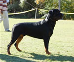 12-18 MALES: 0328 Abbo Von Landschaft SG1