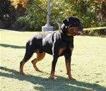 18-24 MALES: 0369 Brutus Vom Tanzbar V3