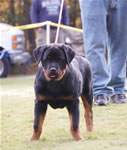 4-6 MALES: 0010 Darkstarrs Easy Rider VP