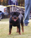 4-6 MALES: 0011 Darkstarrs Easy Rider VP