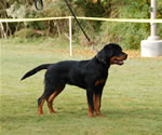 4-6 MALES: 0015 Helios Vom Lowenherzig VP1