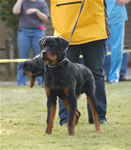 4-6 MALES: 0019 Helios Vom Lowenherzig VP1