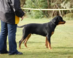 4-6 MALES: 0032 Grphon Vom Lowenherzig VP