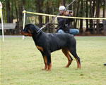 4-6 MALES: 0042 Cobra Von Landschaft VP2