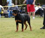 4-6 MALES: 0044 Cobra Von Landschaft VP2