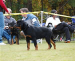 4-6 MALES: 0048 Ashe Von Der Spenceberg VP3