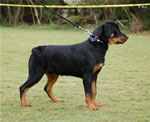 6-9 MALES: 0091 Teddy Bear VP2