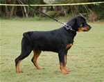 6-9 MALES: 0092 Teddy Bear VP2