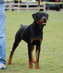 6-9 MALES: 0103 Fitzhugh Von Der Amell P