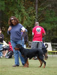 6-9 MALES: 0107 Tanzbars Chairman Of The Board V Bromel P