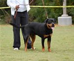 6-9 MALES: 0113 Redwood Krests Fanto P