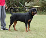 6-9 MALES: 0119 Kobe Von Rivendell VP3