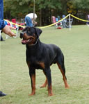 9-12 MALES: 0139 Darkstarrs Wham VP2