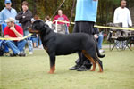9-12 MALES: 0142 Boris Von Landschaft VP1