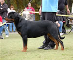 9-12 MALES: 0143 Boris Von Landschaft VP1