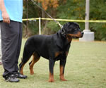 9-12 MALES: 0145 Boris Von Landschaft VP1