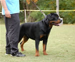 9-12 MALES: 0146 Boris Von Landschaft VP1