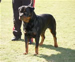 BREEDER CLASS MALES: 0004 Darkstarrs Living Legend V1