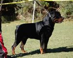 BREEDER CLASS MALES: 0008 Darkstarrs Living Legend V1