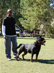 BREEDER CLASS MALES: 0010 Conan Von Rivendell V3