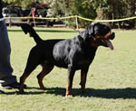 BREEDER CLASS MALES: 0012 Conan Von Rivendell V3