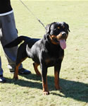 BREEDER CLASS MALES: 0013 Conan Von Rivendell V3