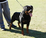 BREEDER CLASS MALES: 0014 Conan Von Rivendell V3