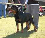 BREEDER CLASS MALES: 0015 Conan Von Rivendell V3