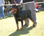 BREEDER CLASS MALES: 0016 Conan Von Rivendell V3