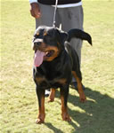 BREEDER CLASS MALES: 0018 Conan Von Rivendell V3