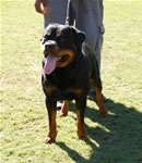 BREEDER CLASS MALES: 0019 Conan Von Rivendell V3