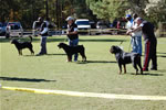 BREEDER CLASS MALES: 0020