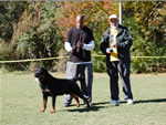 BREEDER CLASS MALES: 0035Conan Von Rivendell V3