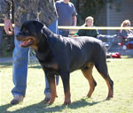 MALES SIEGER CLASS: 0051 West Wind Excellent Blue Boy V3