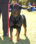 MALES SIEGER CLASS: 0060 Darkstarrs Chrome Von Dietrich V1