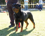 MALES SIEGER CLASS: 0062 Darkstarrs Chrome Von Dietrich V1